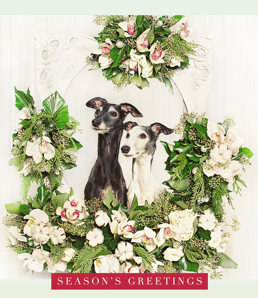 Mya and NiNi whippets inside our antique frame, florals by the ever-talented and gracious Gloria & her team at Flower Factory.  Gloria also did our wedding flowers almost 12 years ago :)