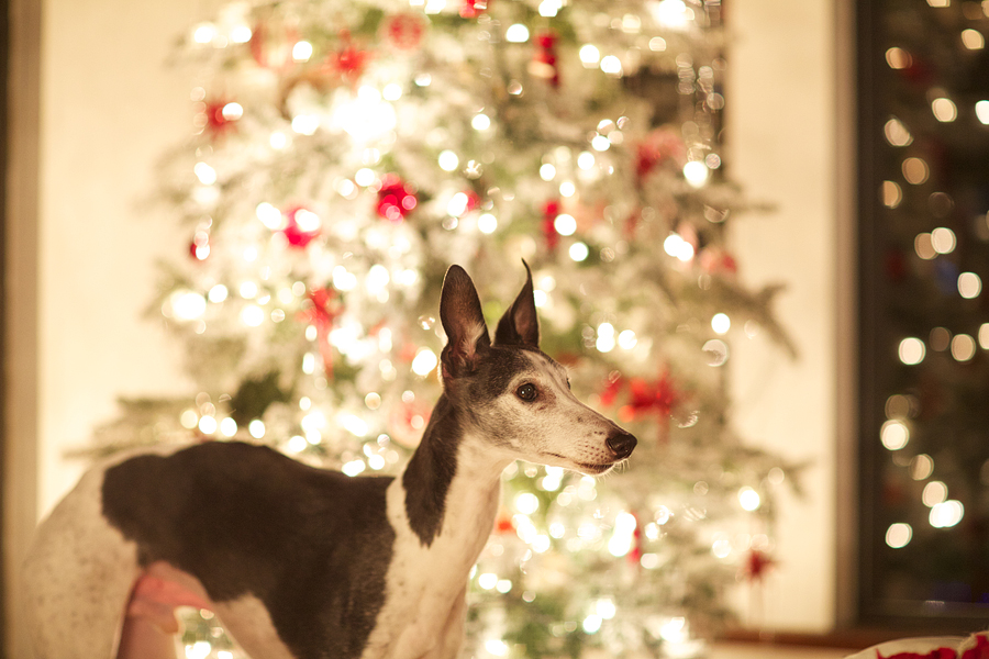 This hound turned 11.  He ran like the wind last week- hadn't seen him so up to running in over a year.  Is it the glucosamine and sardines?  It might be!  So exciting, NiNi!