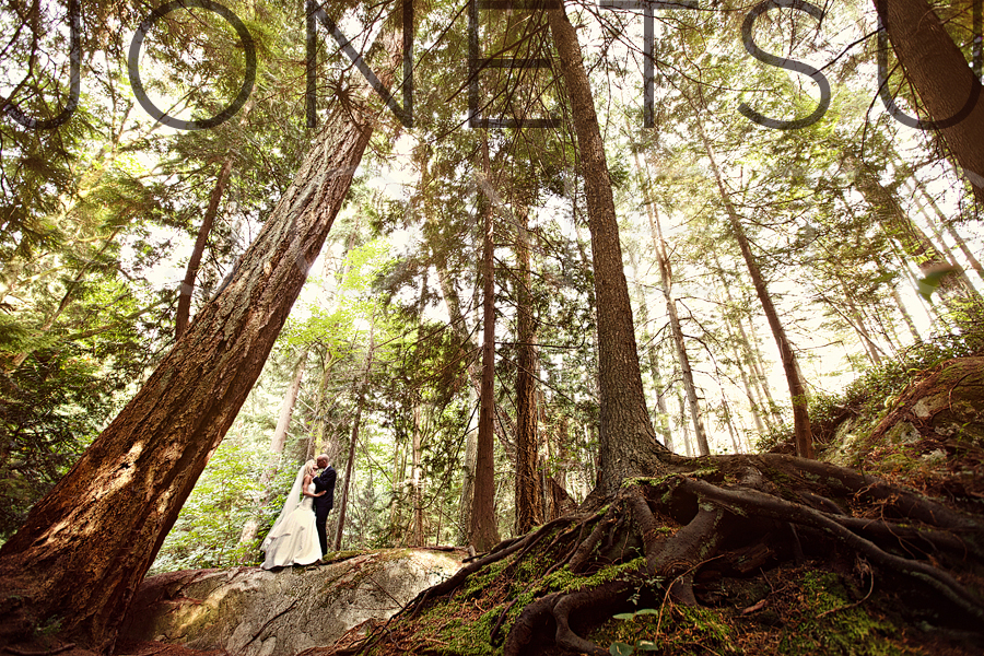 Westcoast forest moment.